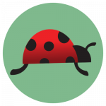 Lady bug in green