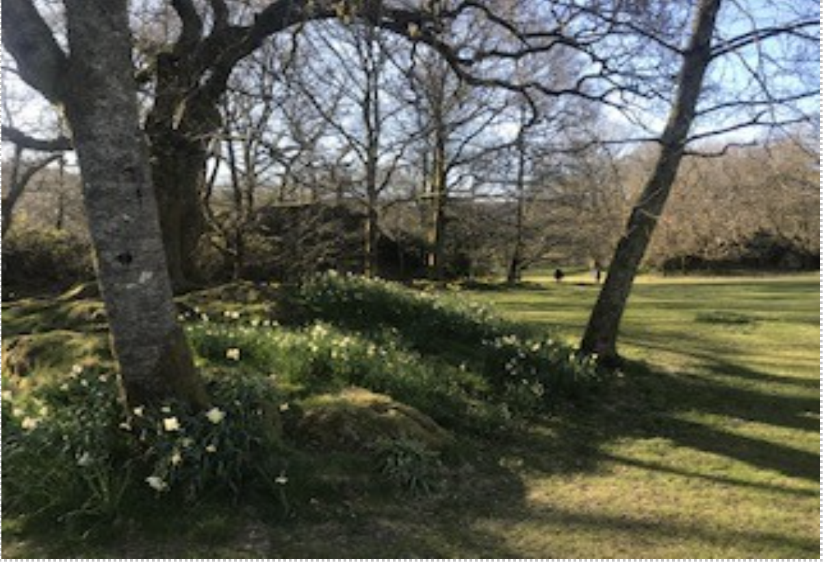 trees and shade